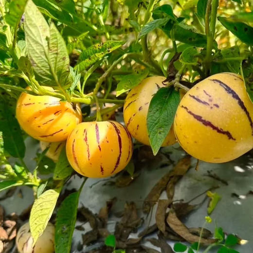 石家庄优选仓库速达，七彩人参果，树上自然熟，口感清甜，奶味香浓，汁水清甜，满口爆汁！单果50-80g/颗，家庭装5斤/8斤装 商品图9