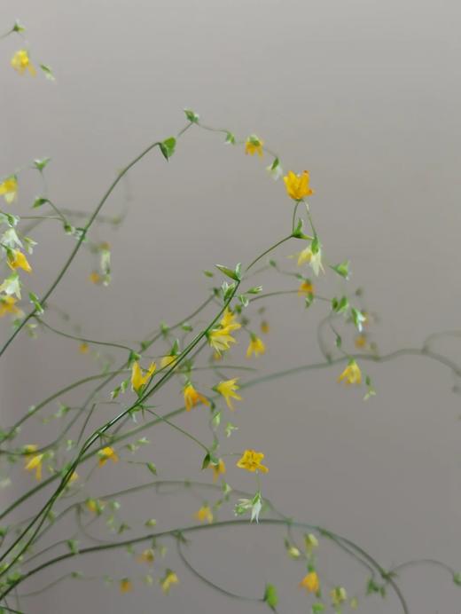 小众稀有花材尖叶唐菖蒲1扎 商品图4