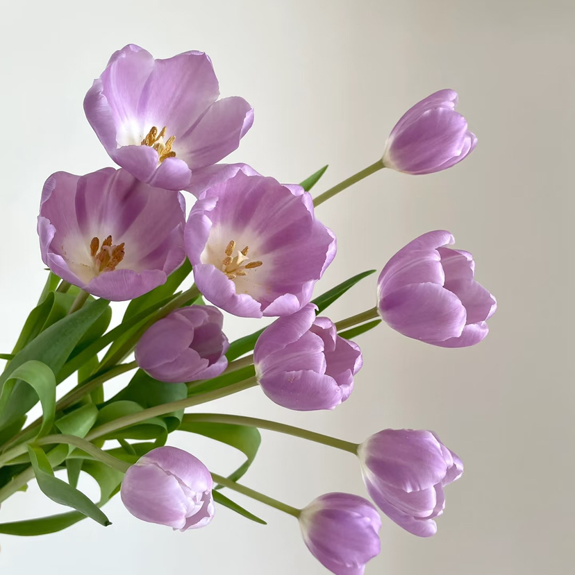 海盛郁金香-浅紫色-10支/扎