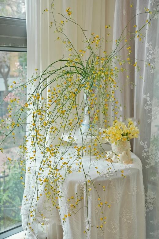 小众稀有花材尖叶唐菖蒲1扎 商品图2