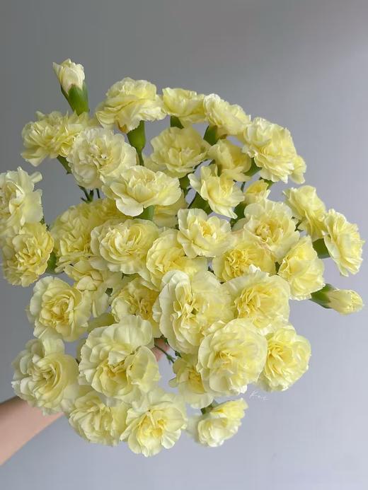黄阁多头康乃馨20枝 商品图0