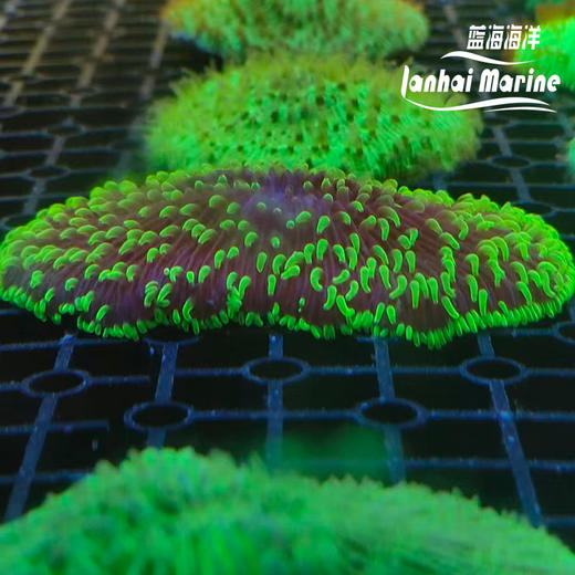 短须飞盘-绿 商品图4