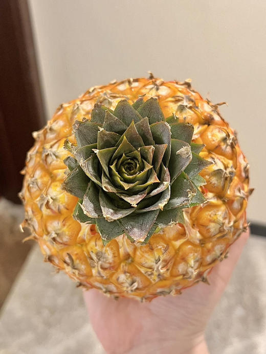 芒果凤梨 胖胖身体小小冠，更甜新品种！芒果和凤梨真的恋爱了。凤梨的脆甜口感，芒果的浓郁香气这个味道简直了，好吃！ 商品图1