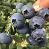 石家庄优选仓库速达，云南花香蓝莓L22+，脆甜爆浆，果肉紧实，果粉充足，花香味浓郁，大果250g/盒 商品缩略图1