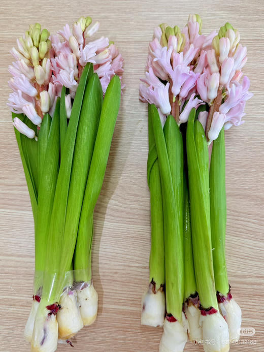 【国产】方德风信子 晨曦-浅粉色 5枝 商品图1