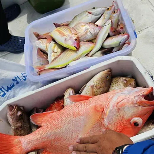 【迪拜•当地玩乐】迪拜游艇出海垂钓 近海远海拉斯海马 专业钓鱼艇拼艇包艇海钓出海 商品图1