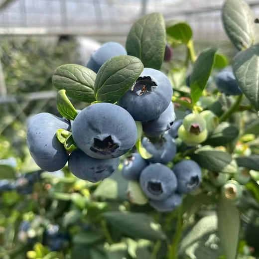 石家庄优选仓库速达，云南花香蓝莓L22+，脆甜爆浆，果肉紧实，果粉充足，花香味浓郁，大果250g/盒 商品图3