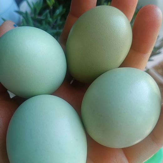 【山林散养五黑鸡】鸡蛋中的珍品 蛋香浓郁 没有蛋腥味（京东快递，新疆西藏以及冬天0度以下地方不发货） 商品图3