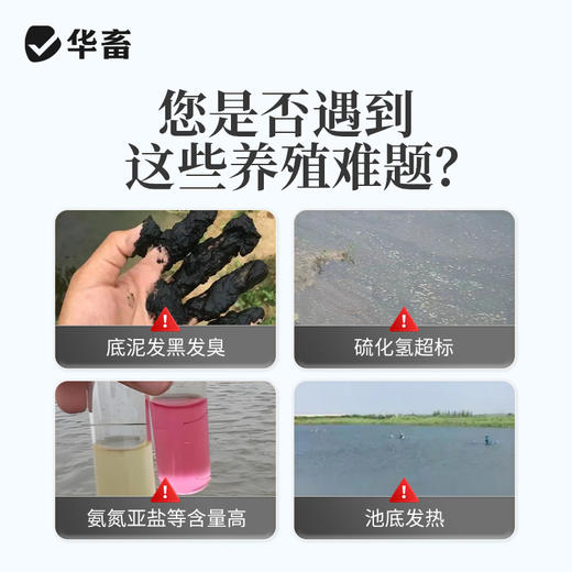华畜粪硫菌改底颗粒水产养殖调水解毒改底地衣枯草芽孢杆菌底改王 商品图1