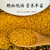 蔚州黄小米5斤 2025年新农家粮食小黄米五谷杂粮粗粮食用养胃粥 /粮油调味 /杂粮 /谷米类 商品缩略图1