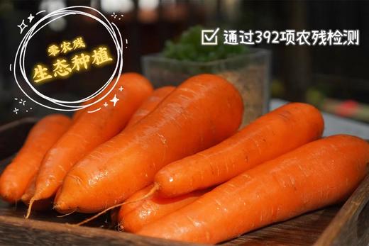 送3斤实发8斤【禧红水果胡萝卜】零农残，脆甜、没有胡萝卜生生的味道， 汁水多到可以直接榨汁！ 商品图0
