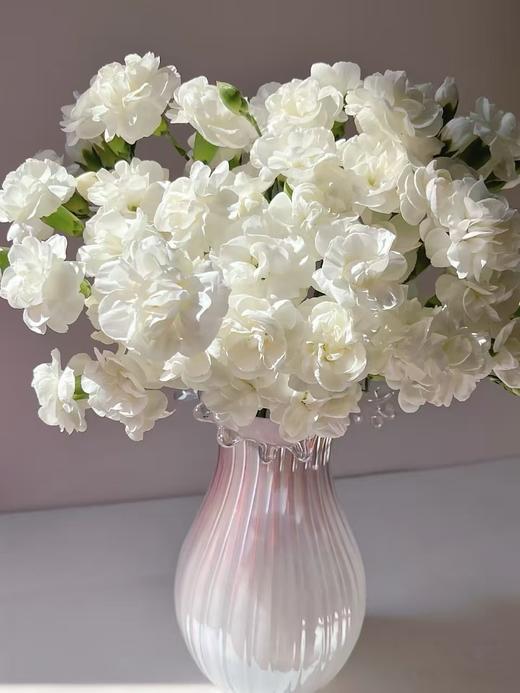 茉莉多头康乃馨20枝 商品图0