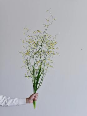 小众稀有花材尖叶唐菖蒲1扎