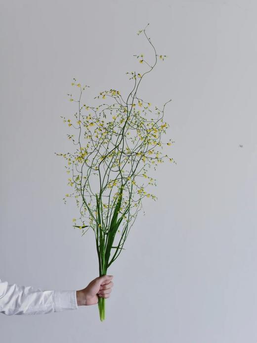 小众稀有花材尖叶唐菖蒲1扎 商品图0