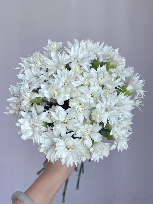 星太子白多头康乃馨20枝 商品图0