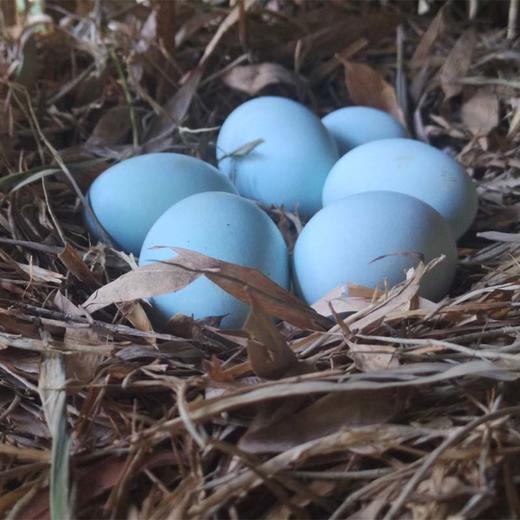 【山林散养五黑鸡】鸡蛋中的珍品 蛋香浓郁 没有蛋腥味（京东快递，新疆西藏以及冬天0度以下地方不发货） 商品图1