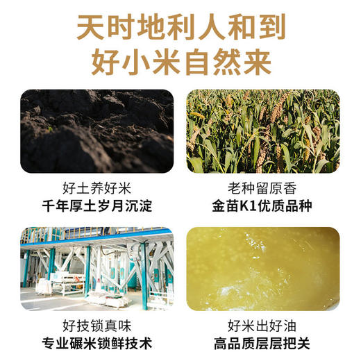 【新品下单送煎饼】【有机黄小米】阿福视界有机黄小米辽宁朝阳小米主食五谷杂粮米米油丰富无添加 商品图4