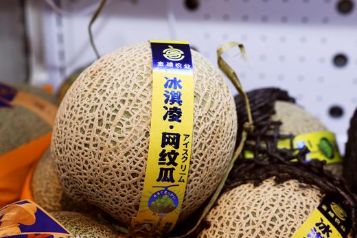 纹龙瓜 商品图0