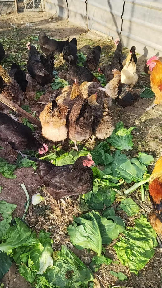 农场溜达鸡，现杀，吃小虫子，农场有机菜叶子，粮食长大的，肉质紧实，净膛后三斤左右 商品图0