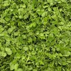 【春菜】苜蓿叶（份） 商品缩略图1
