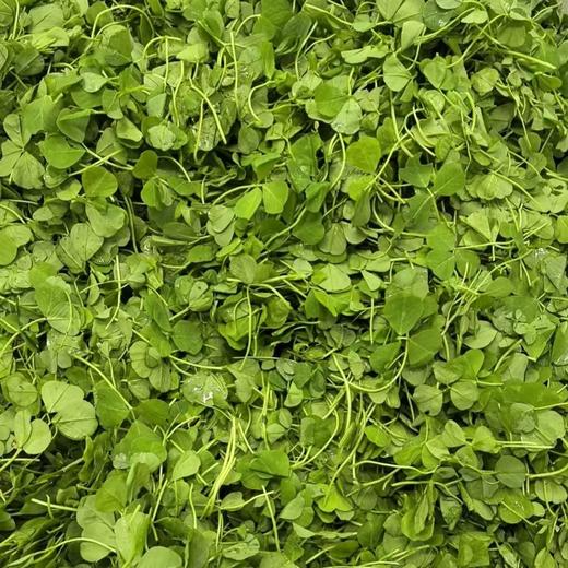 【春菜】苜蓿叶（份） 商品图1