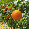 【亿得鲜】云南大理高原沃柑 皮薄肉厚 细嫩多汁 生长周期长 晒足阳光 风味十足 商品缩略图6