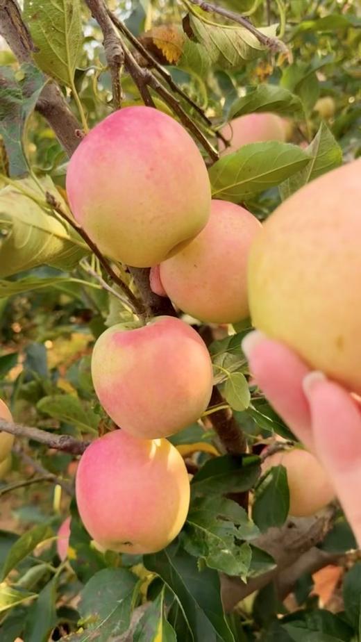 B1F【水果】王林苹果  规格：（净重5斤/份）（取货日期：3/31-4/6） 商品图2