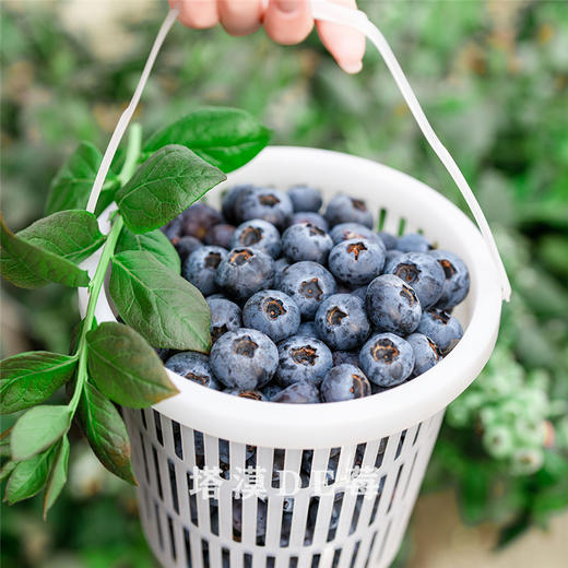 塔漠DE莓 . 新疆蓝莓 来自新疆塔克拉玛干沙漠 当季鲜果 商品图1