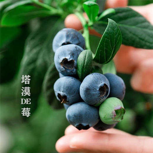 塔漠DE莓 . 新疆蓝莓 来自新疆塔克拉玛干沙漠 当季鲜果 商品图4