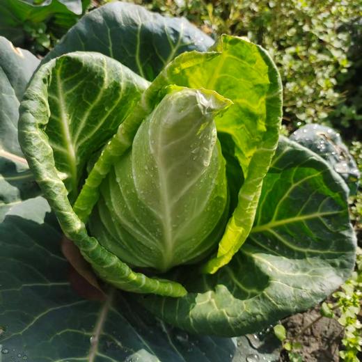 生态牛心甘蓝|卷心菜|包菜|莲花白（农场直发-顺丰包邮） | 3-4斤装，成都郫都区基地，【原乡农场，自产自销】 商品图1