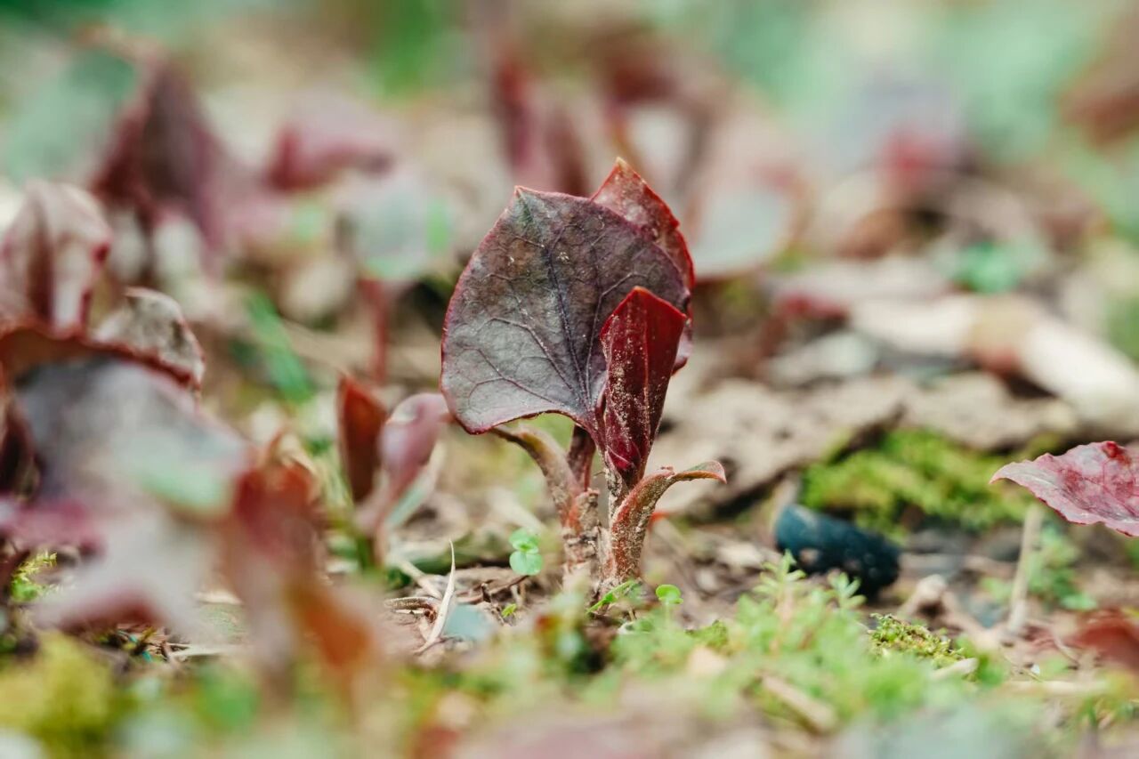 3.15（日）【大邑大坪村】春日徒步： 挖折耳根、山野徒步、野菜图鉴、趣挖野菜、春日帆布团扇DIY