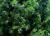 利芙耶  清体精油套组柠檬草葡萄柚杜松浆果 商品缩略图4