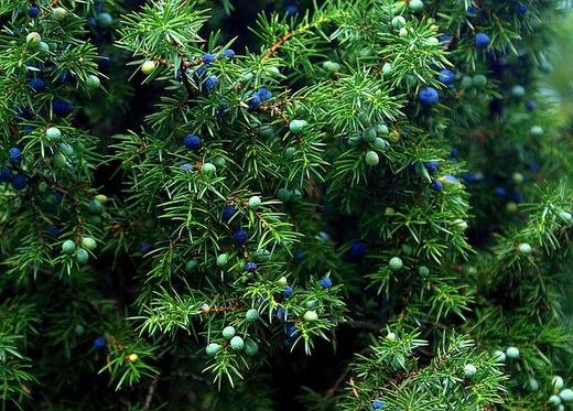 利芙耶  清体精油套组柠檬草葡萄柚杜松浆果 商品图4