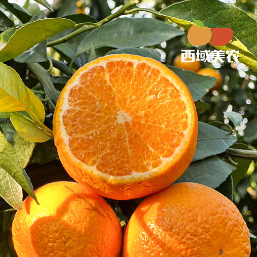 云南高原虎柑4 斤礼盒装  新鲜采摘发货，酸甜汁水足！中通 商品图7