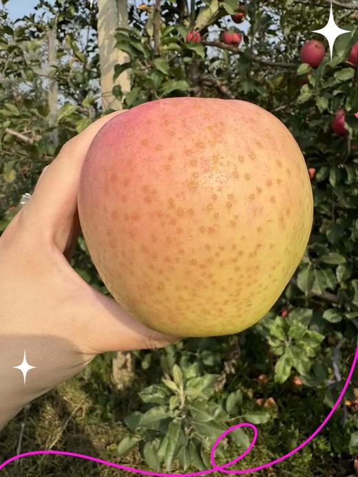 B1F【水果】王林苹果  规格：（净重5斤/份）（取货日期：3/31-4/6） 商品图1