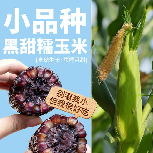 【自然生长香甜软糯】蒙粮 有机玉米 有机紫甜糯玉米1.7kg/白甜糯玉米1.8kg/黄甜糯玉米1.8kg  皮薄肉嫩够新鲜 商品图5
