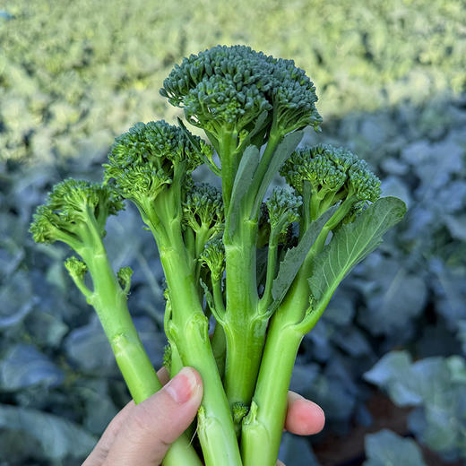 甜杆西兰苔 | 清新甜嫩 爽口脆嫩 融合西兰花与芥兰优点 低脂高纤 当季现摘新鲜蔬菜 时令蔬菜 商品图4