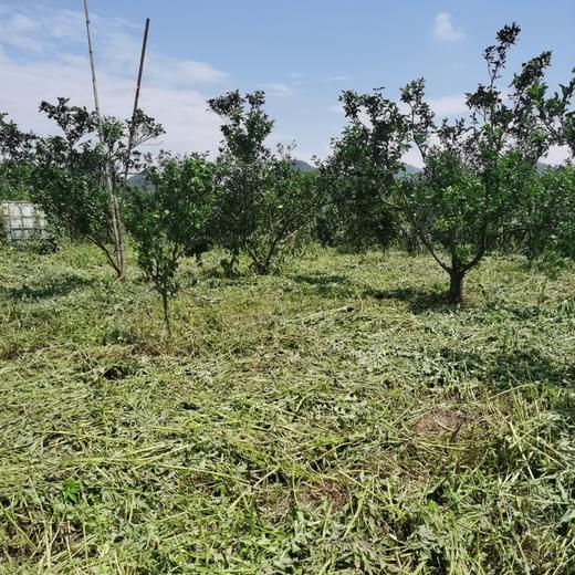 丨有机丨喀斯特沃柑 口感醇厚香甜，喉韵清爽 商品图5