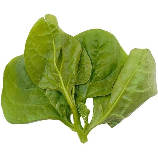 【ZCWJ】  木耳菜  新鲜肉厚 当季 蔬菜 商品图2