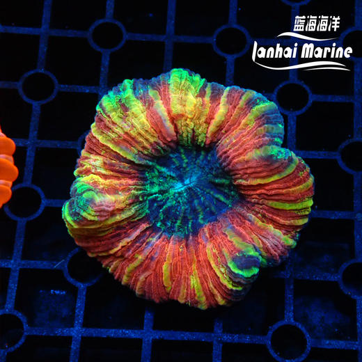 彩色开放脑 商品图3