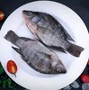 【ZCWJ】  罗非鱼  速冻 解冻即可烹饪 商品缩略图2