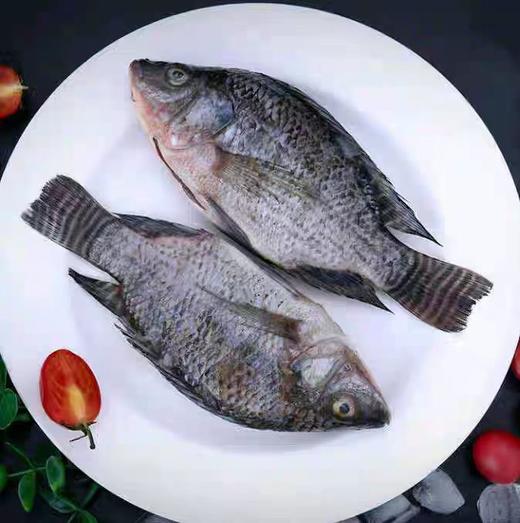 【ZCWJ】  罗非鱼  速冻 解冻即可烹饪 商品图2