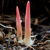 【春日尝鲜】郧阳区青曲镇新鲜阳荷笋 500g/份  商品缩略图1