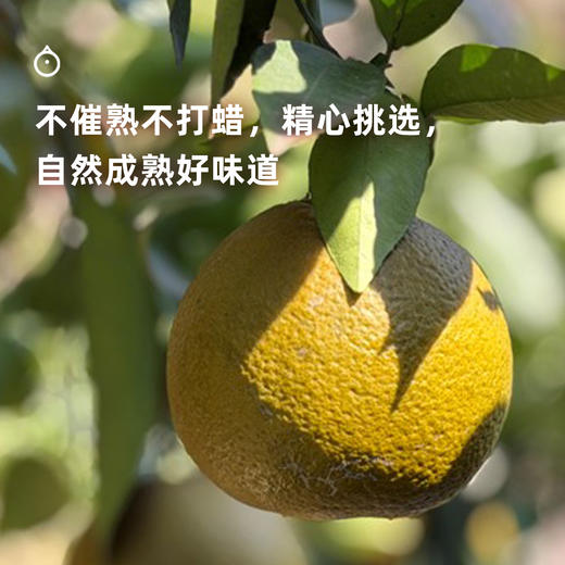 企鹅市集|湖北秭归 巧克力橙/红肉橙双拼组合 多重口感风味体验 饱满多汁 商品图3