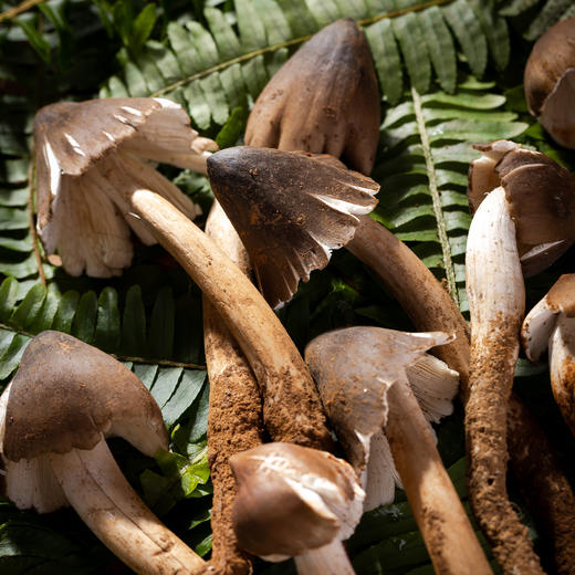 和菜头 一口鲜油鸡枞 纯粹版 500g/罐 商品图5