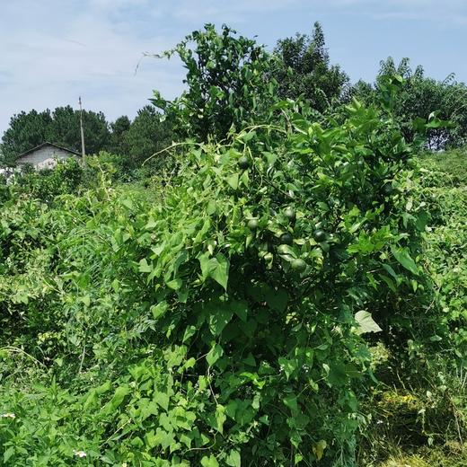 丨有机丨喀斯特沃柑 口感醇厚香甜，喉韵清爽 商品图3