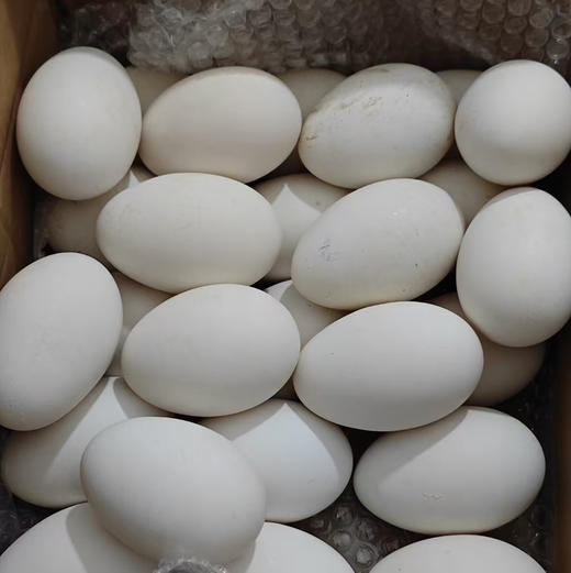 新鲜鹅蛋 商品图5