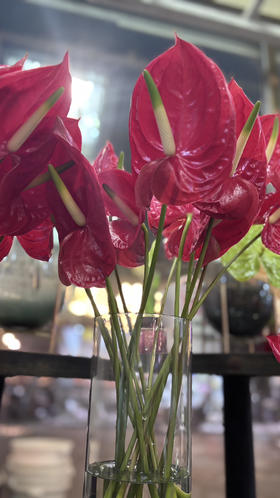 【特价无售后】红掌  单支  受伤者易喷色使用