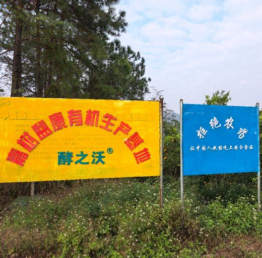 丨有机丨喀斯特沃柑 口感醇厚香甜，喉韵清爽 商品图4