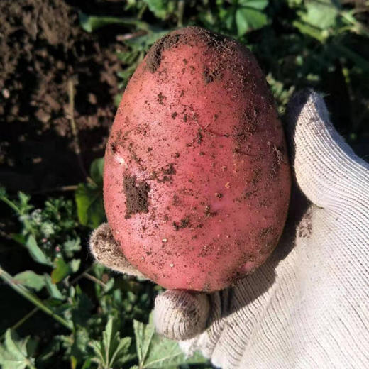 【宜昌助农馆】新鲜现挖红皮黄心新鲜土豆  当季生鲜土豆单果50-200g 商品图6